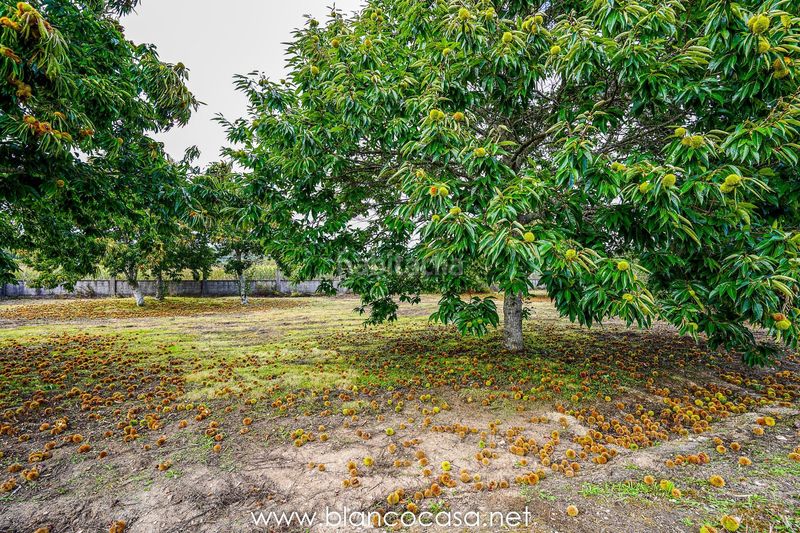 Foto 82aa405d-6472-490b-a894-a1a9e51ee430. Finca rústica a Zas