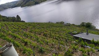 Masia a Saviñao (O). Bodega con vistas al río miño