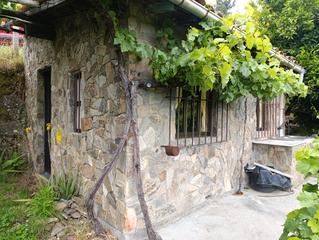 Casa a Saviñao (O). Bodega con viñedo en producción