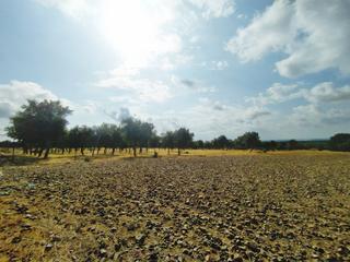 Finca rústica a Ba-5032 563. Finca rústica de 142 ha badajoz