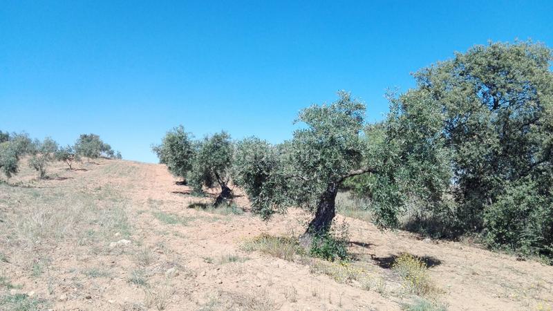 Foto 62342031-1048-48c5-9c2e-89f1e3d95440. Residential plot in Don Álvaro