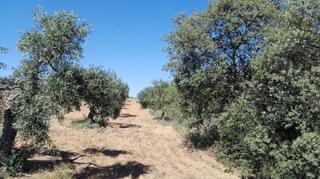 Terreno residenziale in Don Álvaro