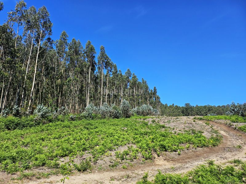 Foto c4e3419a-baf1-44dd-b903-32690a7b3813. Finca rústica a estrada de peiro a Culleredo 52 a Culleredo