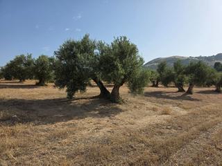 Masia en Bedmar y Garcez. Finca rst. en venta en bedmar y garciez.