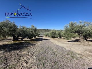 Bauernhof en Baeza. Finca en venta en baeza.