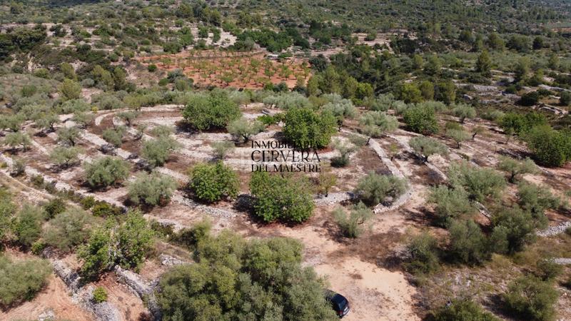Foto 08d58f43-5d01-436d-8dc2-560cdb2ba19a. Fondo rustico in Cervera del Maestre