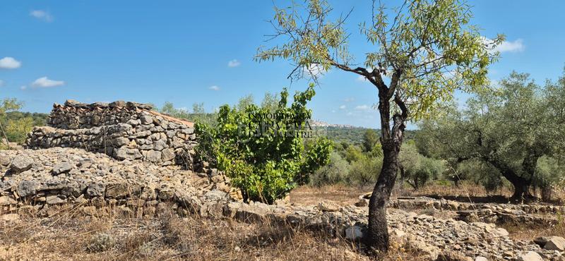 Foto 09cf20fc-5ceb-4224-983d-dd59362ecced. Fondo rustico in Cervera del Maestre