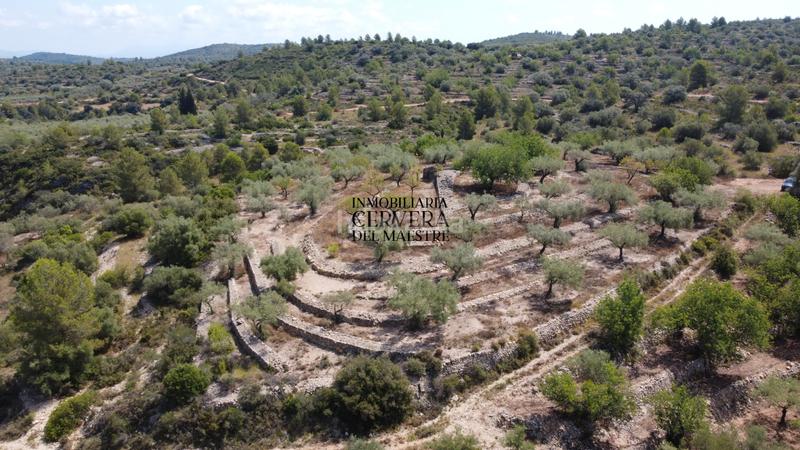 Foto 39f07c08-9228-4231-aa1e-29c1ed801637. Fondo rustico in Cervera del Maestre