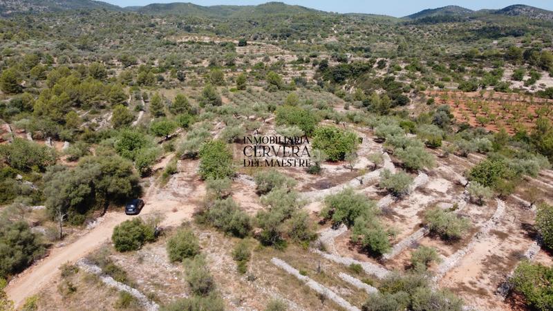 Foto 48d4610b-bc16-436c-ab06-e611a5e9d1cc. Fondo rustico in Cervera del Maestre