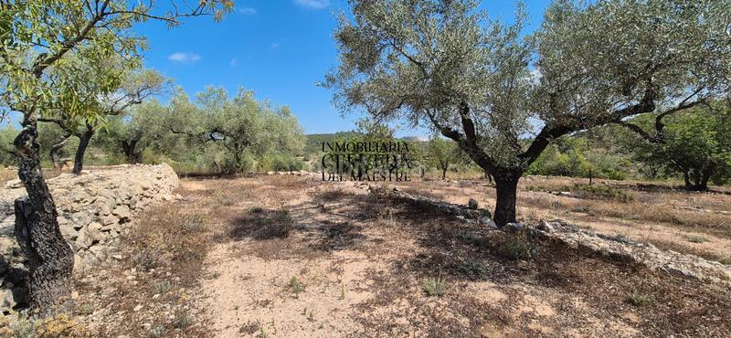 Foto 494fbeee-83c8-4a89-8978-009473ccfe26. Fondo rustico in Cervera del Maestre