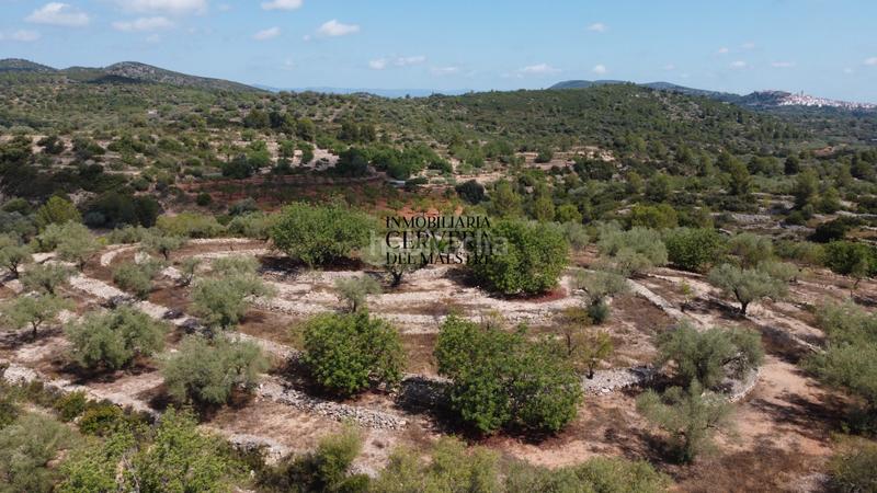 Foto 5568cfce-0be5-4f90-8695-3939b08d271e. Fondo rustico in Cervera del Maestre