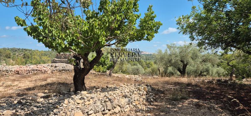 Foto 623bf7f3-5792-4371-961b-745281cdfee8. Fondo rustico in Cervera del Maestre