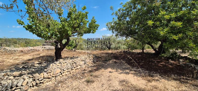 Foto 6668bbb2-307a-47d6-b261-02cb64e5db6b. Fondo rustico in Cervera del Maestre