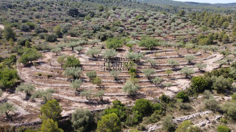 Foto 6d599015-959c-45a5-bcd3-05ec7a9d71c6. Fondo rustico in Cervera del Maestre