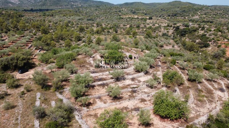 Foto 7aa74d86-1965-400a-96bb-4438adb94e54. Fondo rustico in Cervera del Maestre