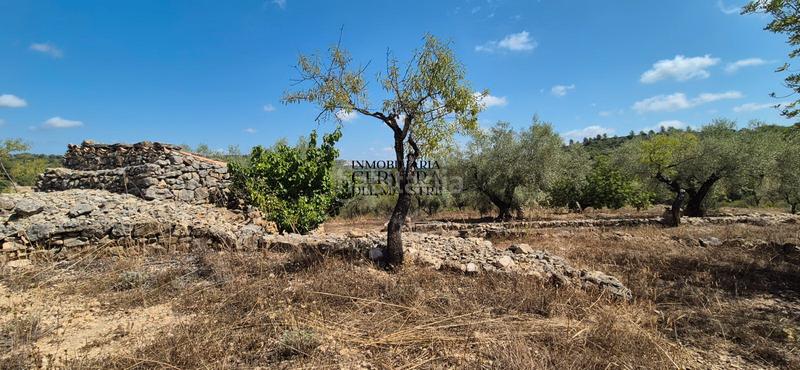 Foto 940f0d10-592b-4e7a-bb25-a2e13c49ce45. Fondo rustico in Cervera del Maestre