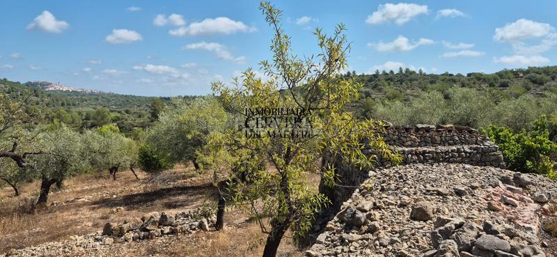 Foto a91c209e-a4ca-4bd5-a07d-a4f78b054d87. Fondo rustico in Cervera del Maestre