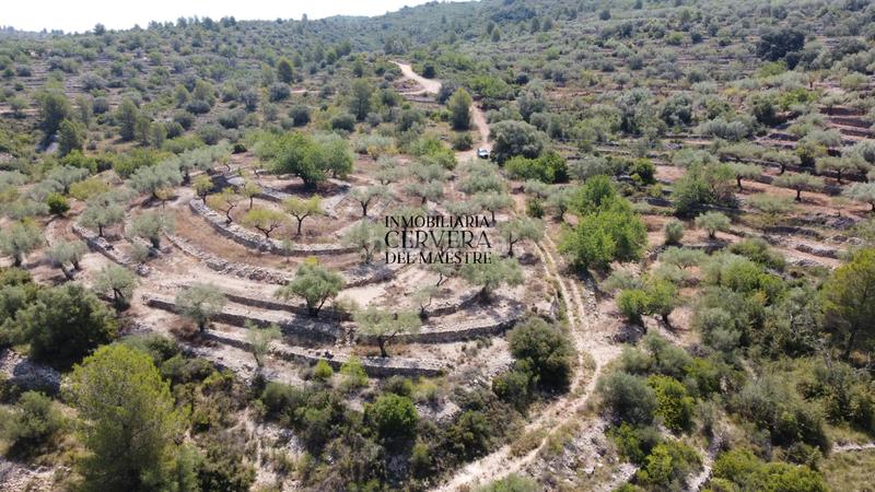 Foto a99068e0-abca-40cd-95e0-a9a167cafa9a. Fondo rustico in Cervera del Maestre