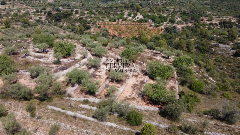 Foto e557a663-cfbd-413c-943e-05212645273e. Fondo rustico in Cervera del Maestre