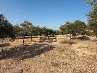 Rural plot in Cervera del Maestre. ¡¡¡rebajado desde 68.000€ a 62.000€!!! finca rustica de 13.250m2