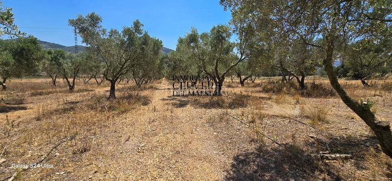 Foto b2953a29-940d-46c9-901d-392882df16a8. Finca rústica a Sant Mateu