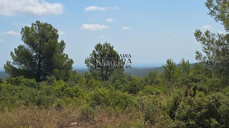 Foto 17bee91c-325a-458b-b93c-67494a707d40. Finca rústica a Cervera del Maestre