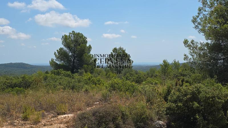 Foto 2df2e8ae-d130-41c2-9638-b7d3934ae4b2. Finca rústica a Cervera del Maestre