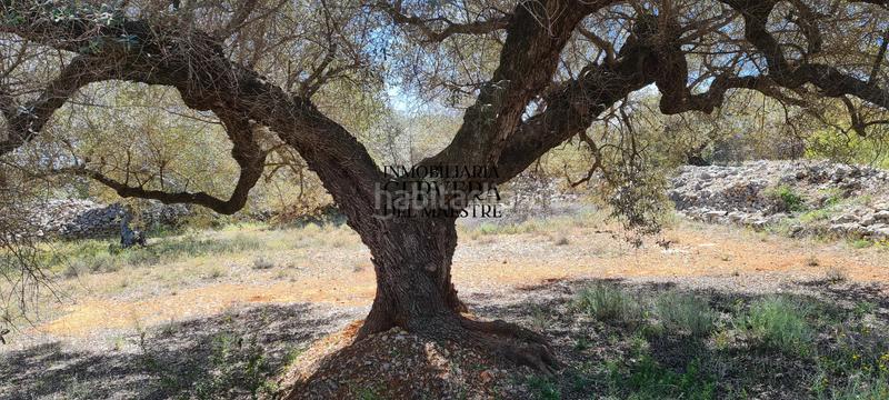 Foto 0d1003ad-14fb-488c-bc9e-19f91f3e171d. Rural plot in Cervera del Maestre