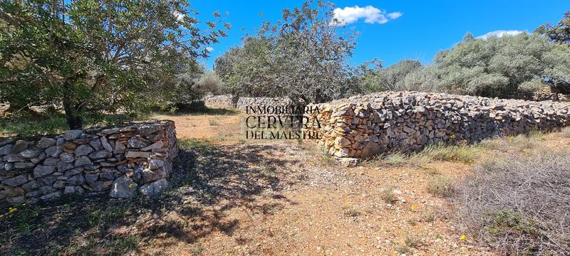 Foto 2021d032-015e-46ea-9985-de51ce3c3479. Rural plot in Cervera del Maestre