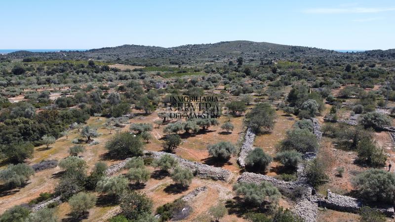 Foto 38962fee-c160-408c-abd9-4c9e0c6e2303. Rural plot in Cervera del Maestre