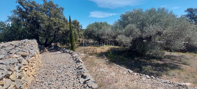 Foto 3b1512cb-fd19-4eca-b8f9-5a0837710bc4. Rural plot in Cervera del Maestre