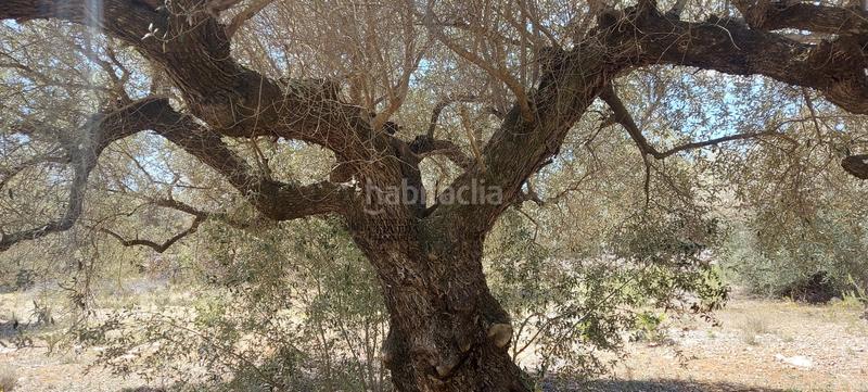 Foto 4116c704-eebf-47dd-85e9-08d788473230. Rural plot in Cervera del Maestre