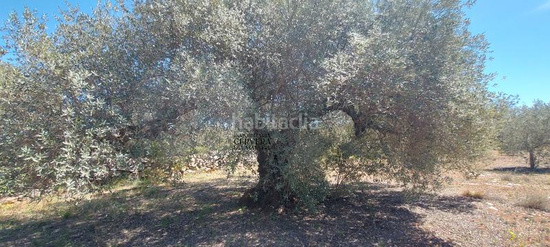 Foto 7c597861-37e4-45cc-b166-3d490acaff2a. Rural plot in Cervera del Maestre