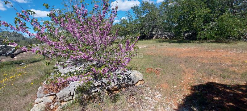 Foto 8bb29623-cb64-40aa-b6ff-edeeca2140c2. Rural plot in Cervera del Maestre