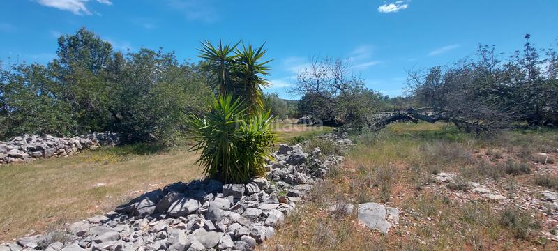 Foto b0482df4-af71-42d9-9b67-f38d502121a0. Rural plot in Cervera del Maestre