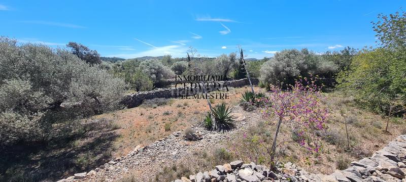 Foto e34e28a6-51e1-44b0-80c8-db17fdf9bb16. Rural plot in Cervera del Maestre