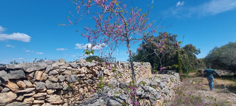 Foto ebca7229-69aa-4043-8dfa-c5aaf89d020d. Rural plot in Cervera del Maestre