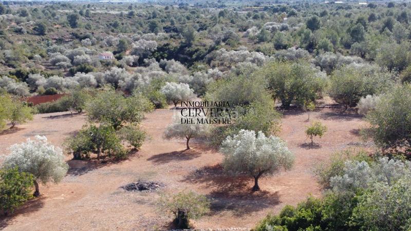 Foto 43256663-d33d-4b62-a4d3-2b67081611c4. Rural plot in Casco Urbano Vinaròs