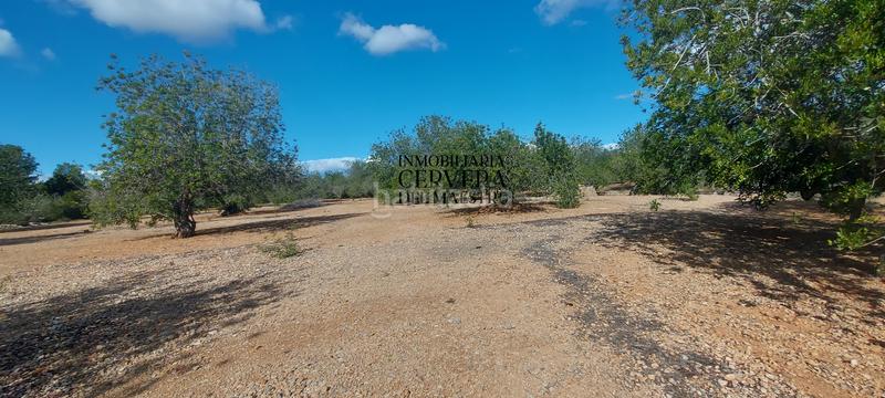 Foto bf09e00b-a5e5-4f81-b101-c305c231cc63. Rural plot in Casco Urbano Vinaròs