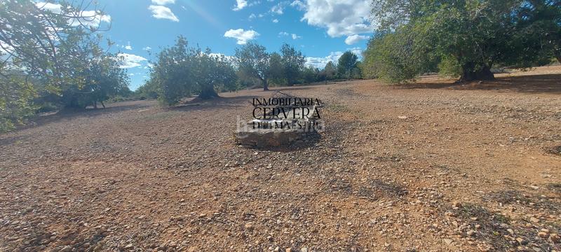 Foto c466e9c7-f594-4c7d-aefb-50c0b9401523. Rural plot in Casco Urbano Vinaròs