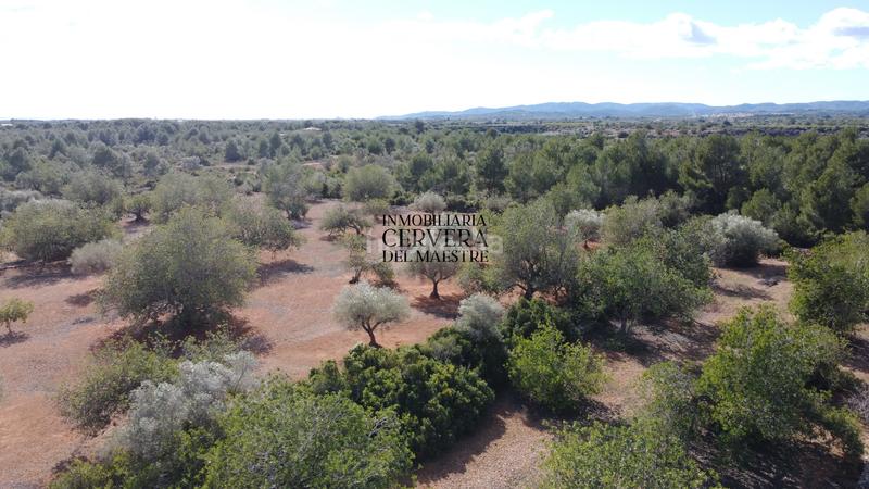 Foto fa6ee9e4-251a-4cc4-bac9-1fd4f2cc4ba7. Rural plot in Casco Urbano Vinaròs