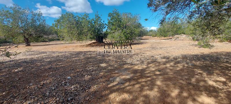 Foto fc074929-1e2b-4873-ae8b-a6675e047873. Rural plot in Casco Urbano Vinaròs