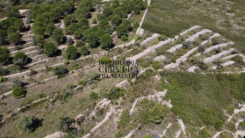 Foto 4e89afbd-fcc2-4268-89cf-340895edcfaf. Finca rústica a Cervera del Maestre