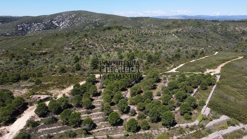 Foto a5d931f2-e5ed-43ea-85d0-31cf5889a4e3. Finca rústica a Cervera del Maestre