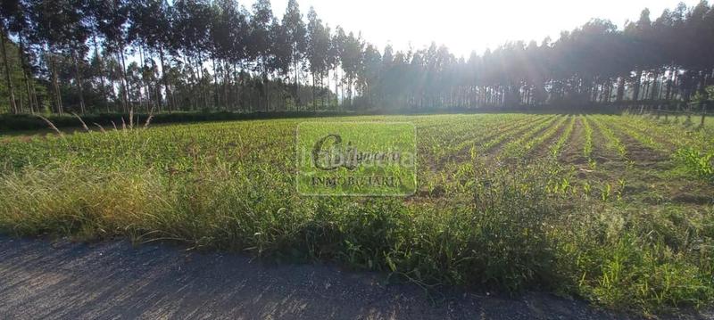 Foto e1f127f3-d9b1-4820-ba21-a8f2c70a55e1. Rural plot in Alto del Castaño Narón