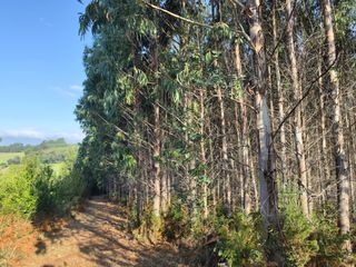 Landgut en Dumbr�a. Finca con plantacion