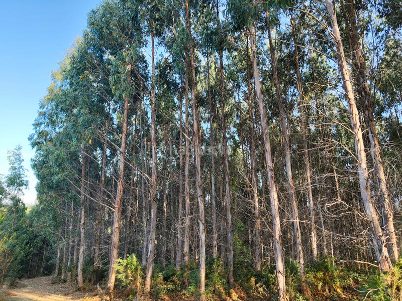 Foto f883aa61-f630-4e80-9354-7101915300f1. Rural plot in Sobrado