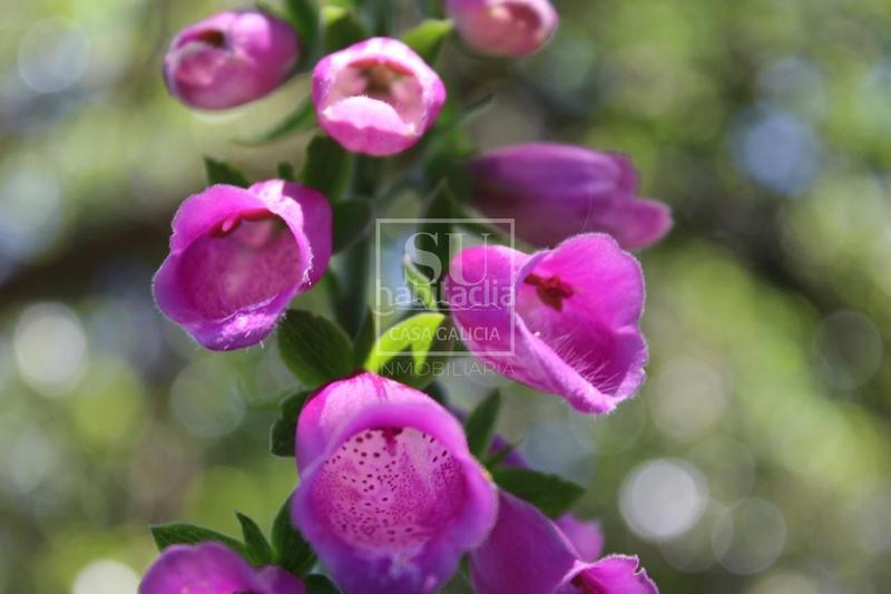 Foto 80572373-cd50-4726-9bab-6fa5b8a6d50d. Masía en Lama (A)