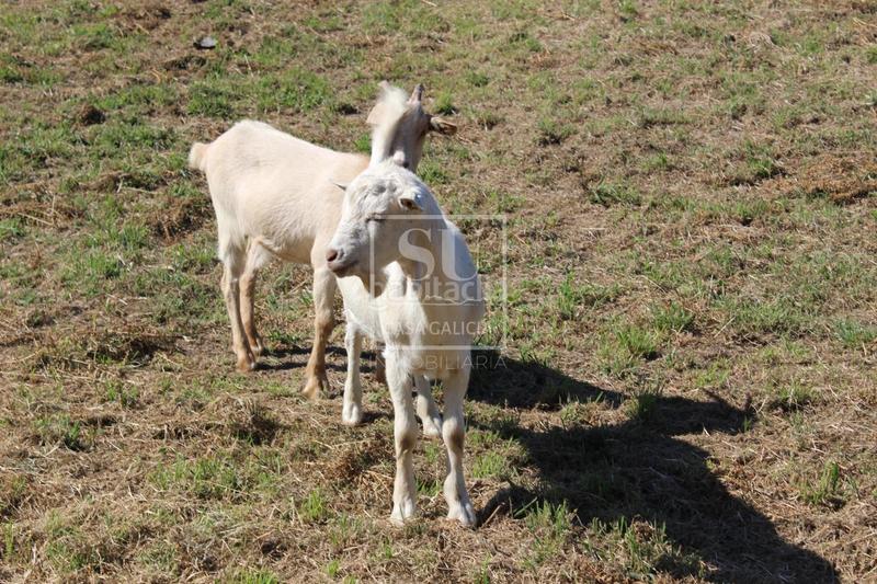 Foto 67b975e7-9b32-4039-a1ee-395ced24c187. Chalet mit heizung parking pool in Baiona