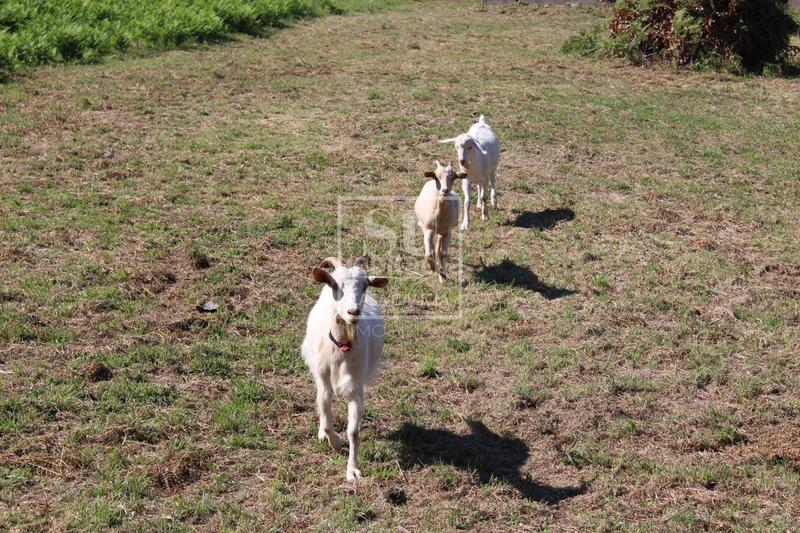 Foto ed443dfb-9fb8-420c-8f93-b9a59feab531. Chalet mit heizung parking pool in Baiona